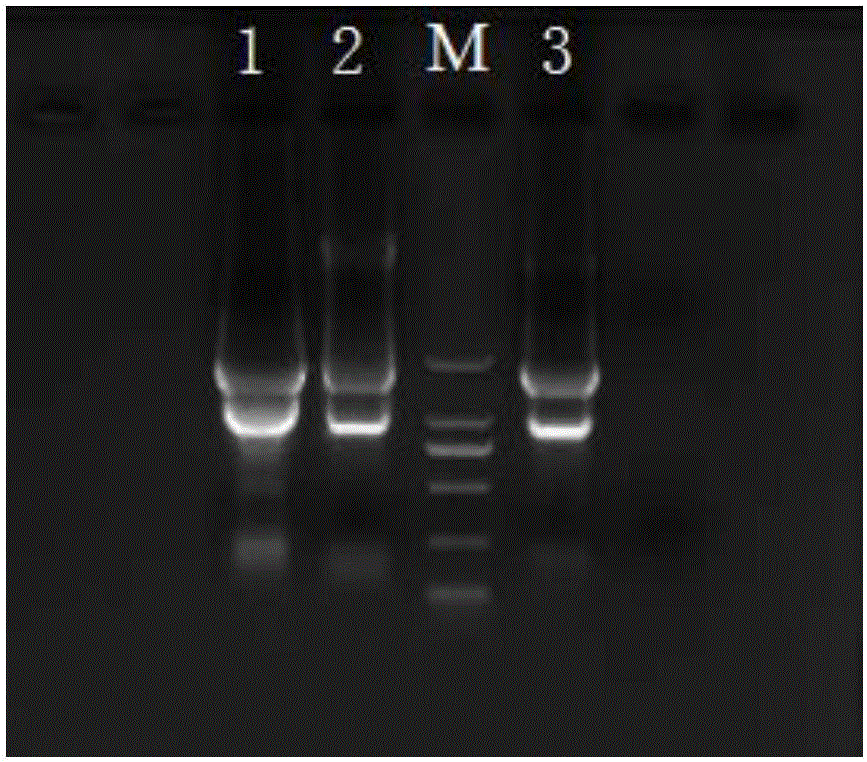 A kind of extraction method of fish oocyte total RNA