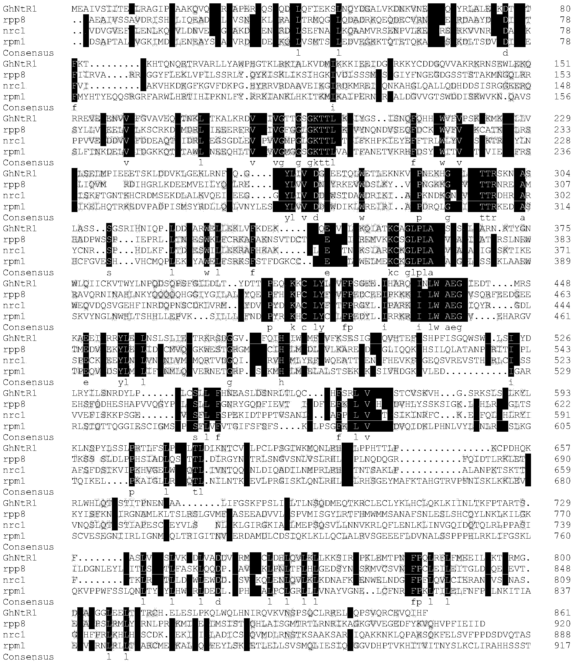 Cotton nematode-resistant gene GhNtR1 and application thereof