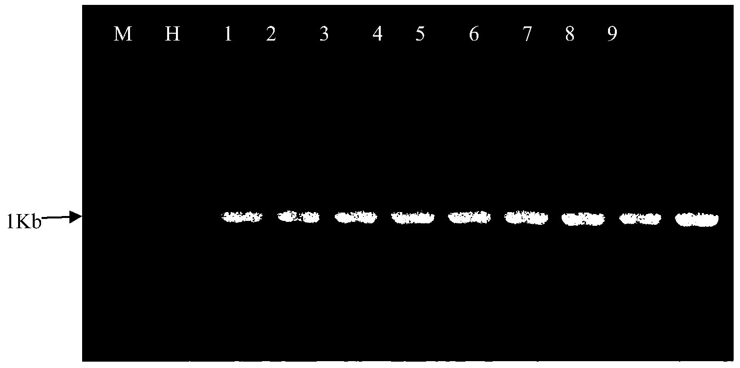 Cotton nematode-resistant gene GhNtR1 and application thereof