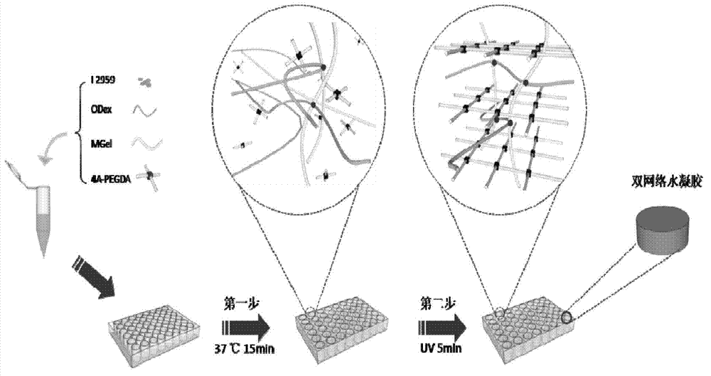 Preparation method of injectable double-cross-linked hydrogel for tissue engineering