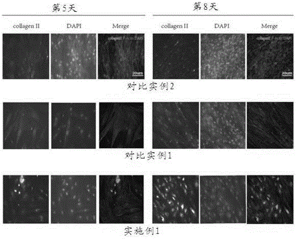 Method for inducing mesenchymal stem cells (MSCs) into chondrocytes