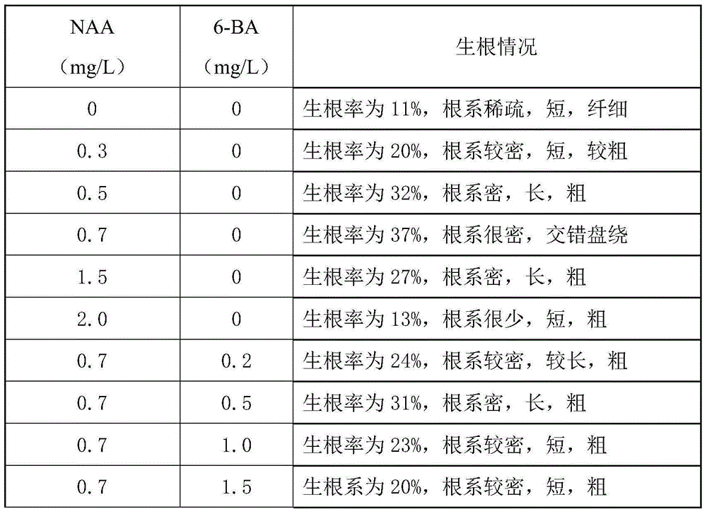 Manufacturing method for artificial atractylis lancea seed