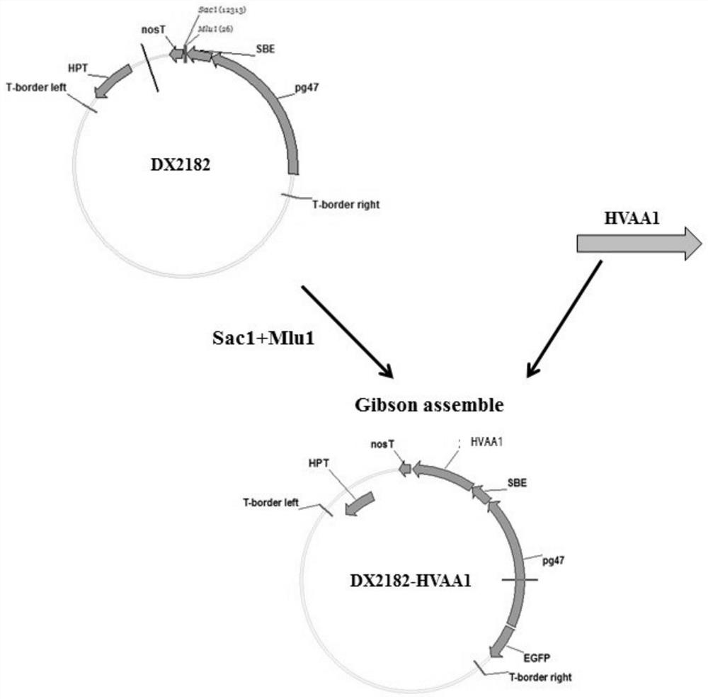 Barley α-amylase and its coding gene and application