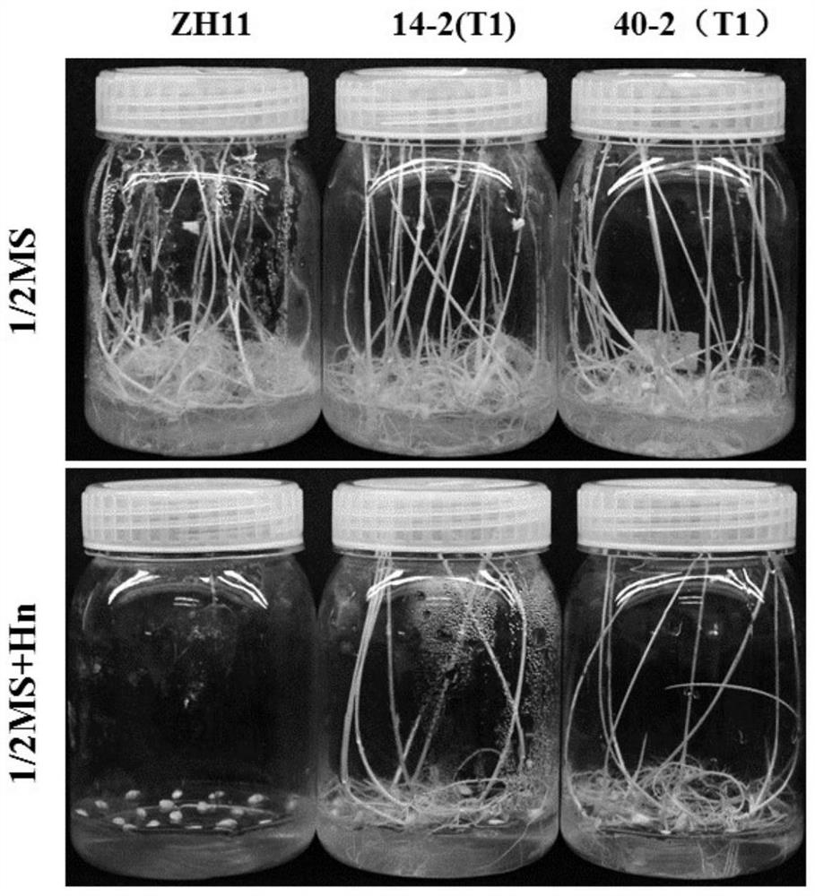 Barley α-amylase and its coding gene and application