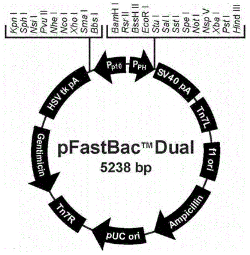 Construction of PCV (Porcine Circovirus) double subtype ORF2 co-expression vector and vaccine preparation