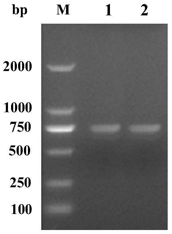 Construction of PCV (Porcine Circovirus) double subtype ORF2 co-expression vector and vaccine preparation