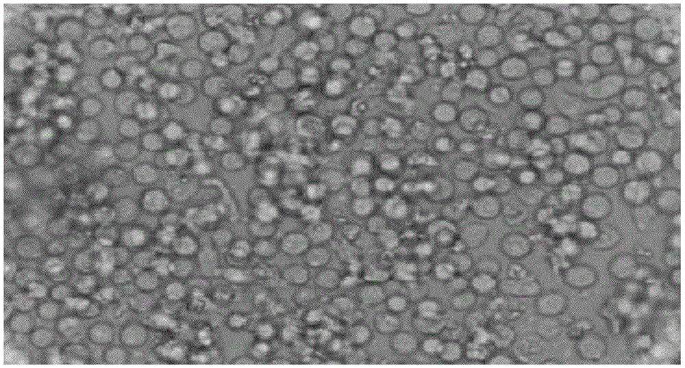 Preparation method of CIK in three-dimensional environment