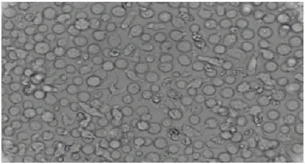 Preparation method of CIK in three-dimensional environment