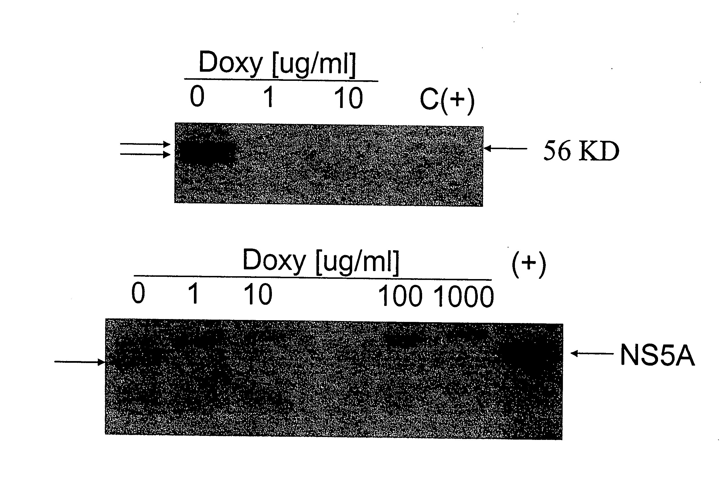 Flavivirus NS5A proteins for the treatment of HIV