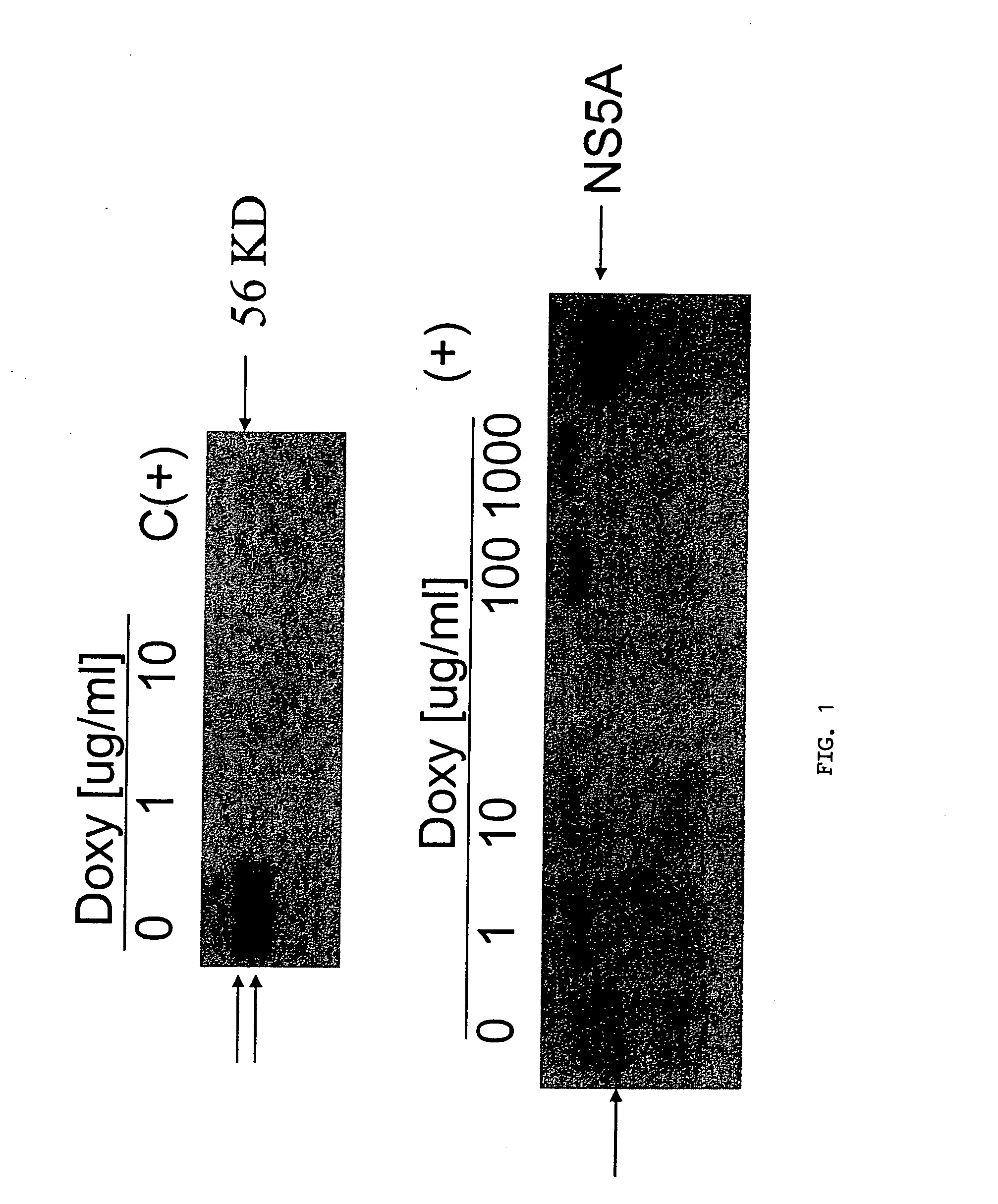 Flavivirus NS5A proteins for the treatment of HIV