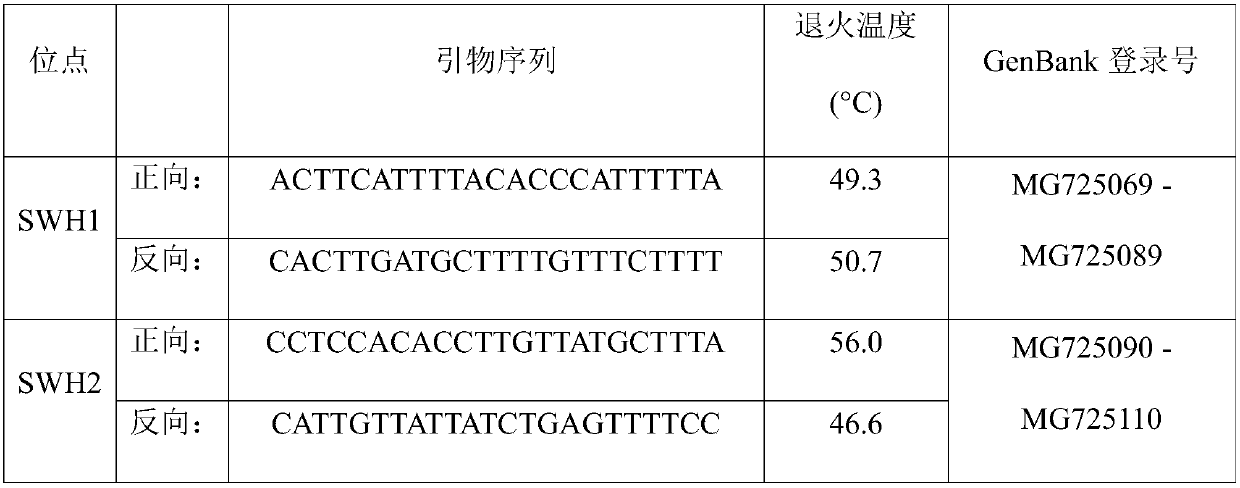 Amplification primers for identification of olea europaea l. varieties based on SNP loci, screening method and identification method