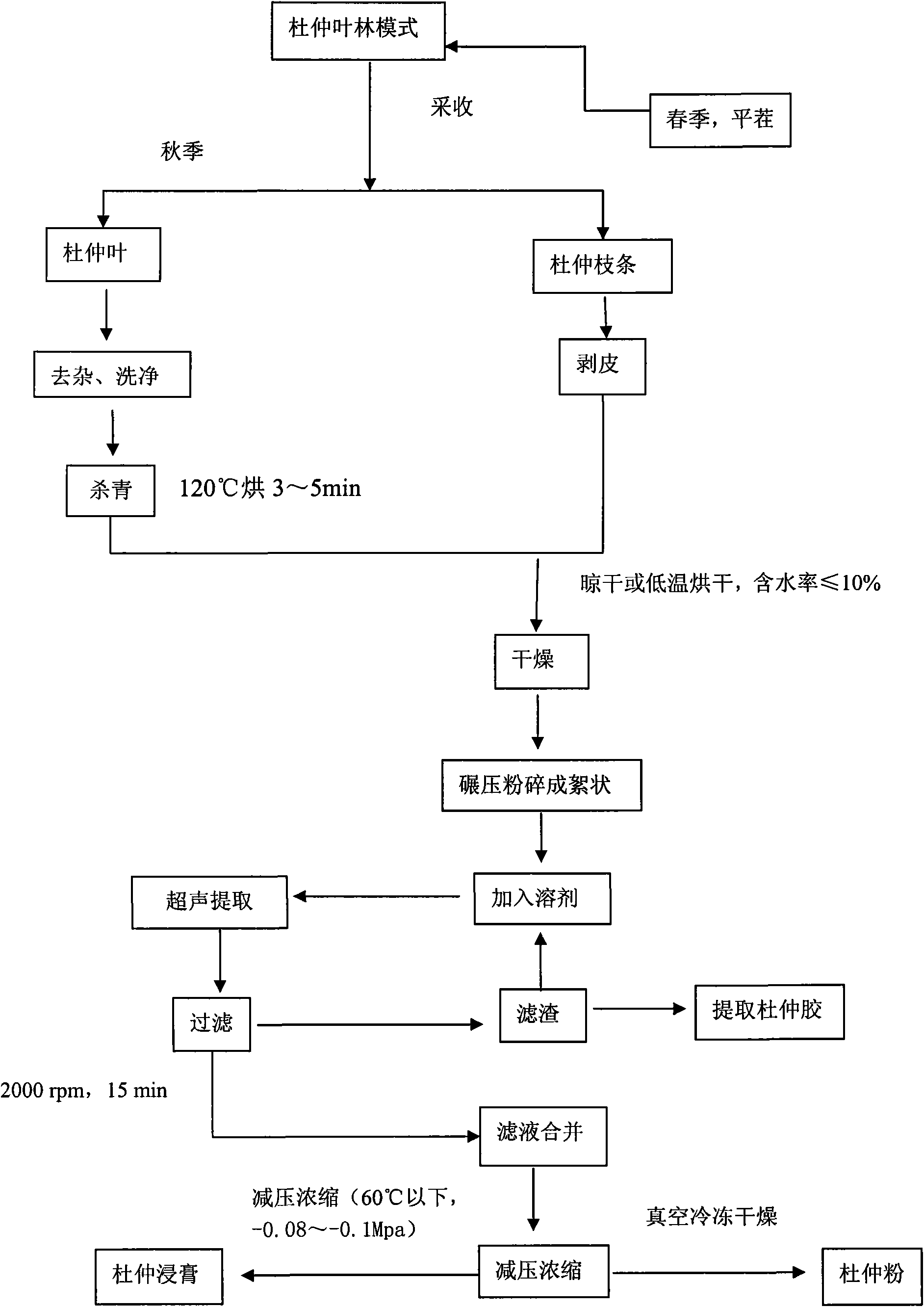 Antioxidant substance extracted from branches, barks and leaves of eucommia bark leaved forest and extraction method thereof