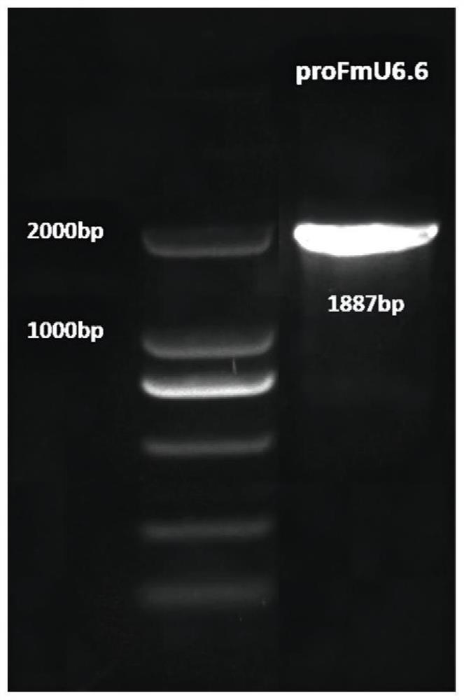 Fraxinus mandshurica U6 gene promoter proFmU6.6 and cloning and application thereof