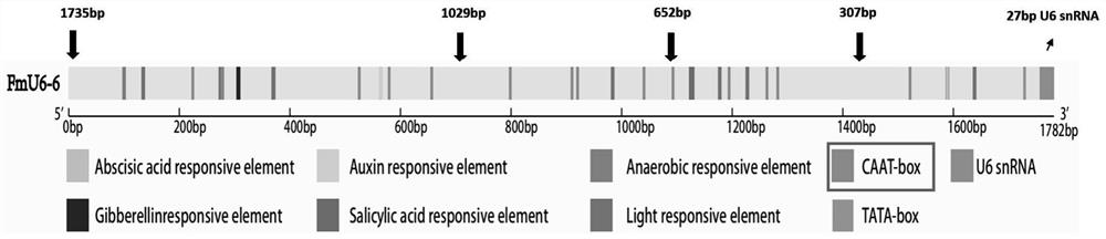 Fraxinus mandshurica U6 gene promoter proFmU6.6 and cloning and application thereof