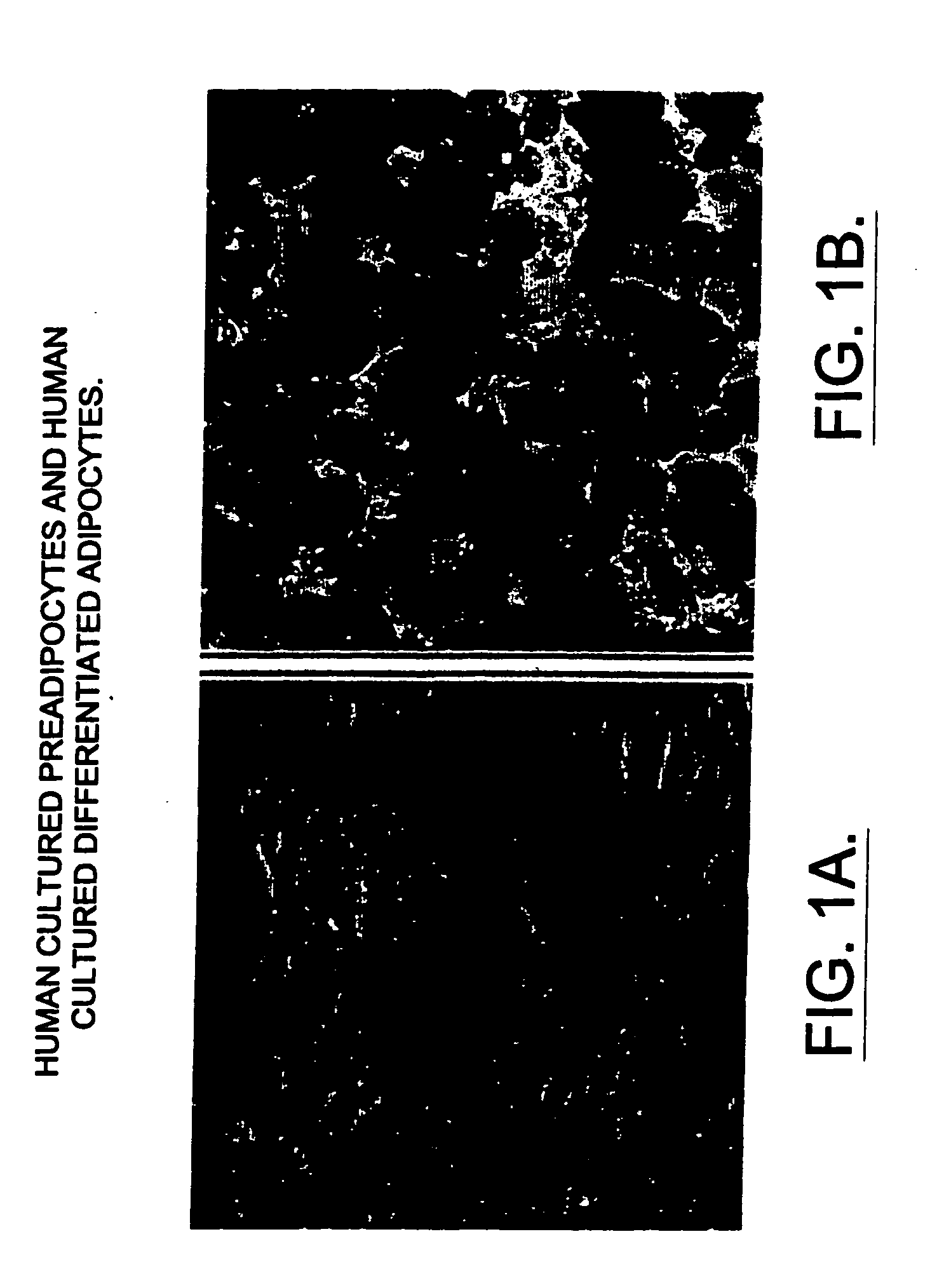 Methods and compositions for the differentiation of human preadipocytes into adipocytes