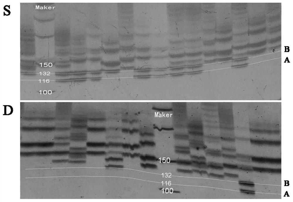 Microsatellite marker primer related to low temperature resistance of fugu rubripes and application thereof