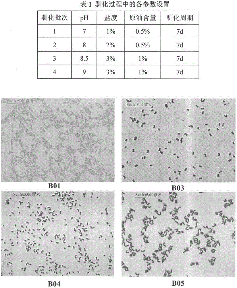 Separating and screening method for saline-alkaline-resistant bacteria degrading petroleum hydrocarbon