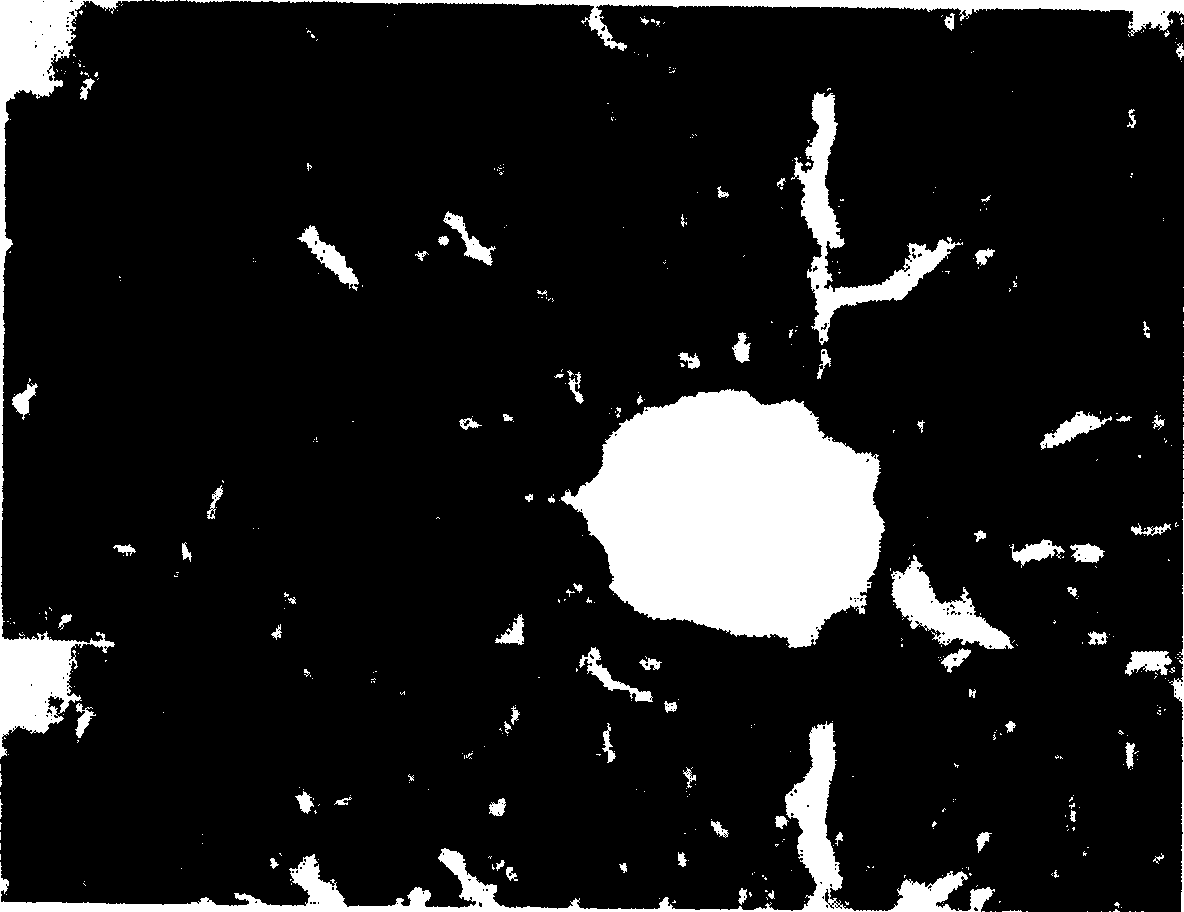 Composition of pharmaceutical and preparation process thereof