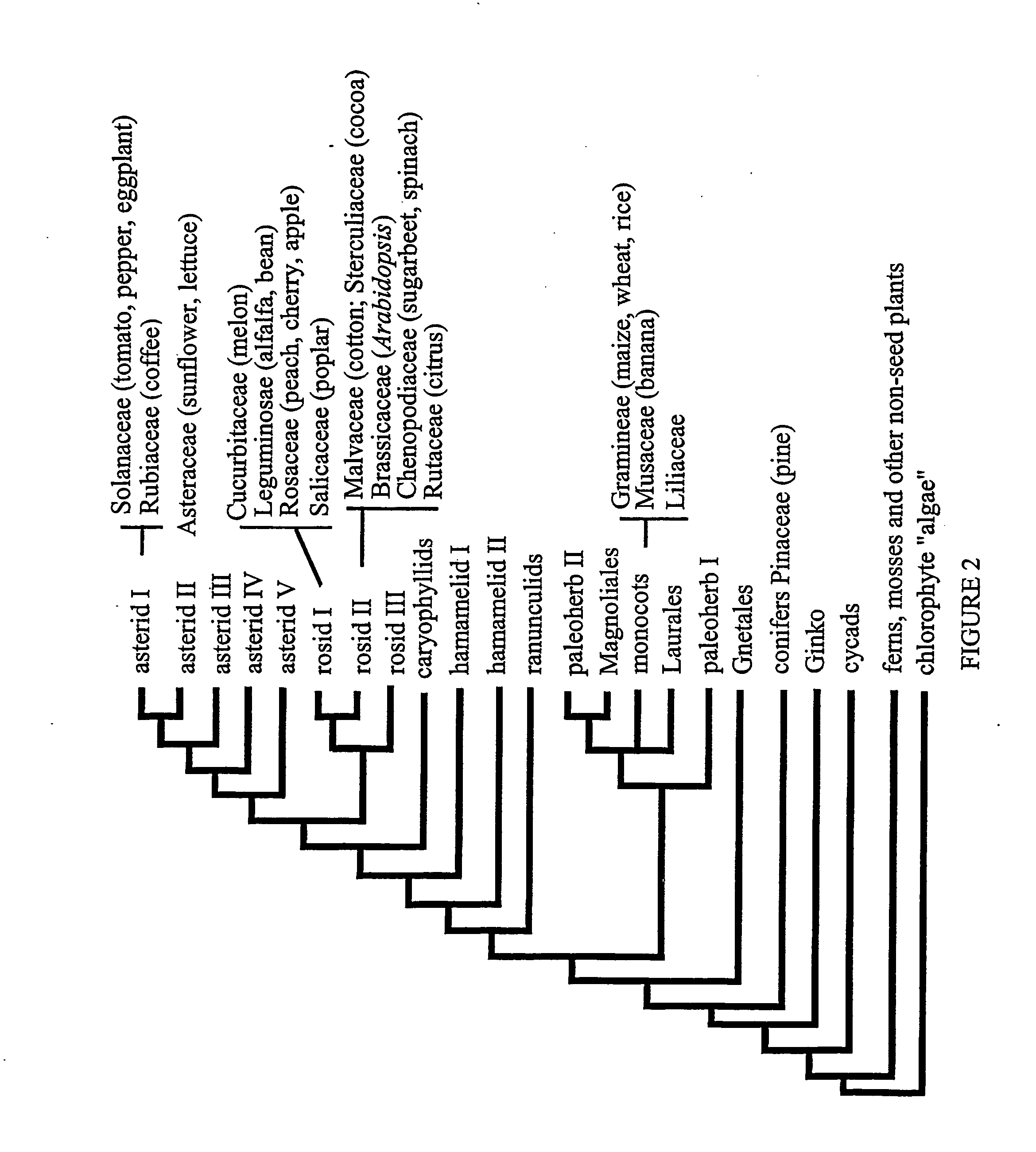 Plant transcriptional regulators