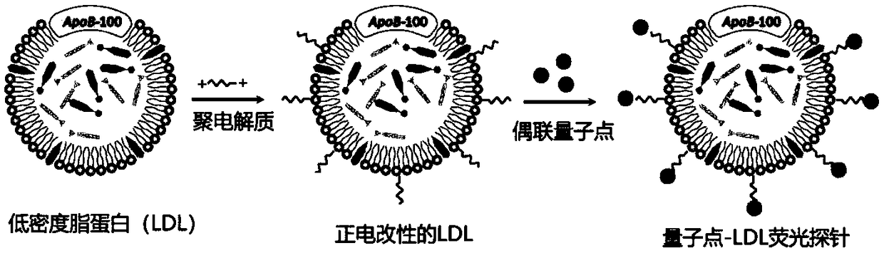 Quantum dot low-density lipoprotein nano-composite probe as well as preparation method and application