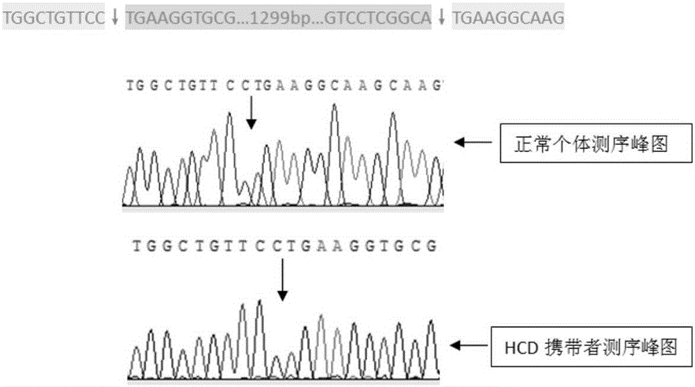 Specific PCR primer, kit and detection method for detecting bovine HCD carrier