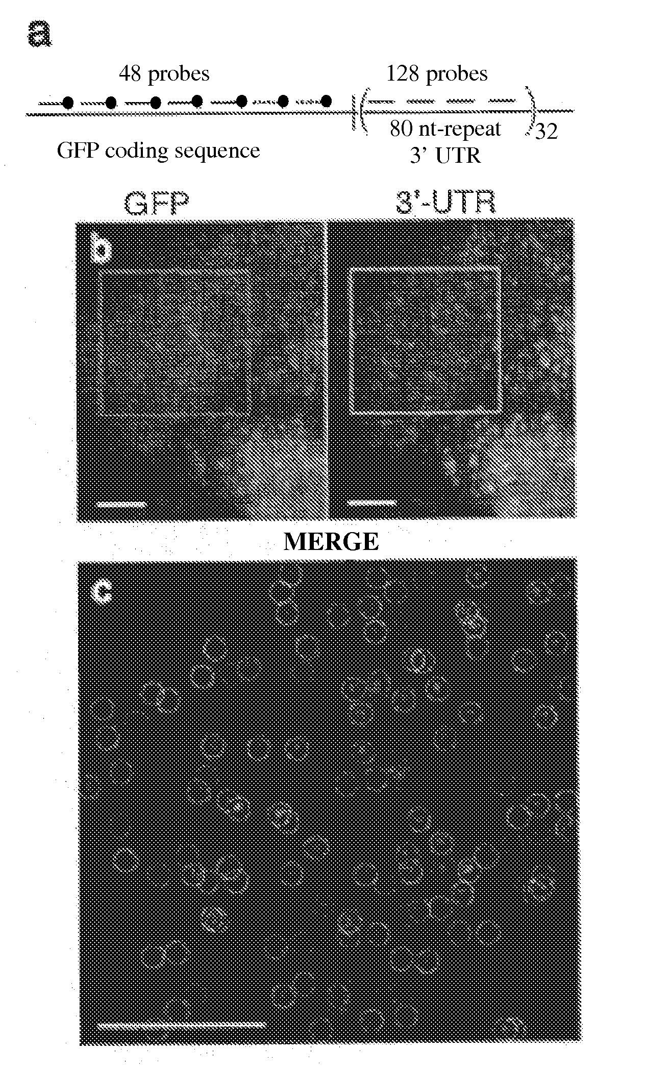 Imaging individual mRNA molecules using multiple singly labeled probes