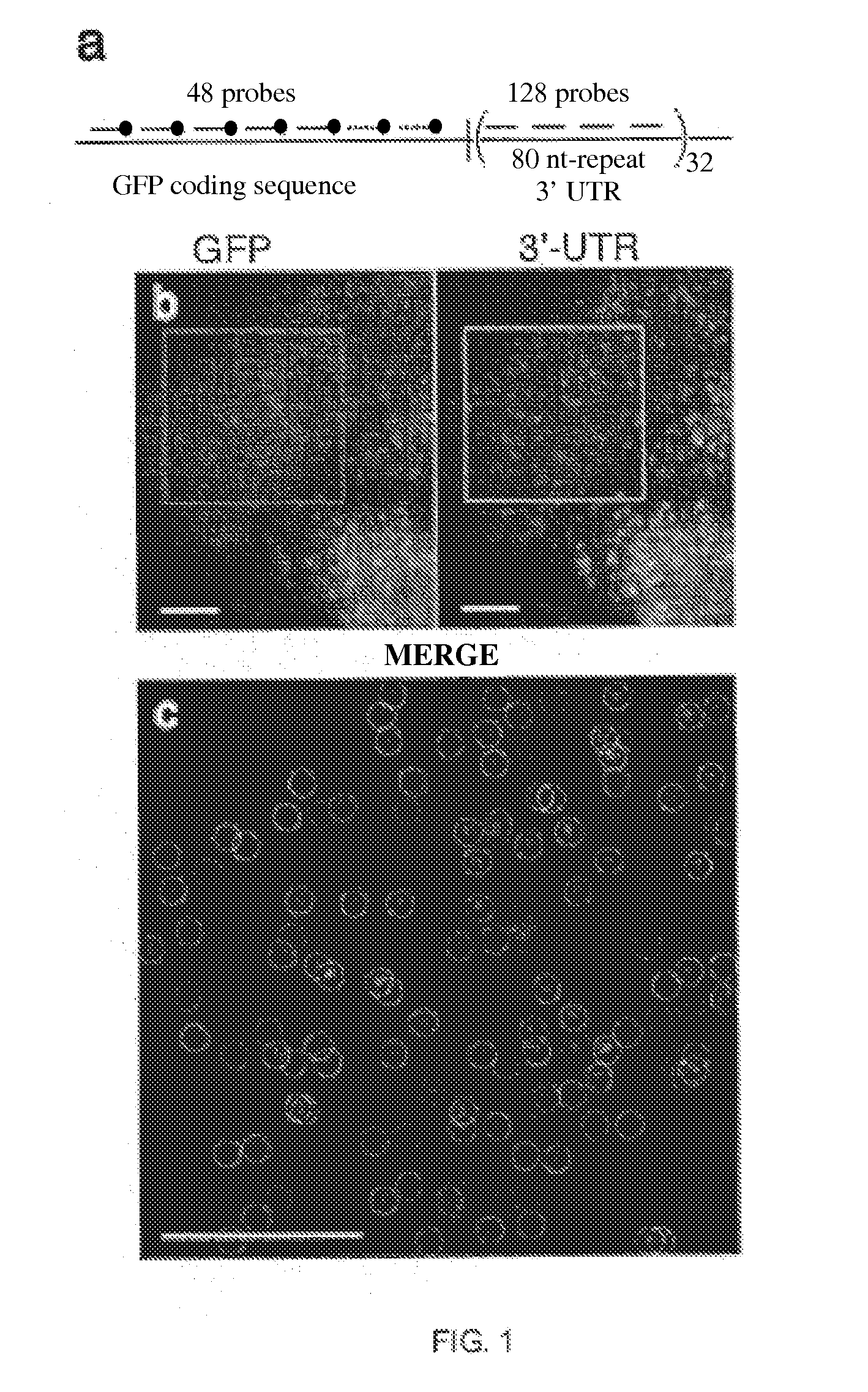 Imaging individual mRNA molecules using multiple singly labeled probes