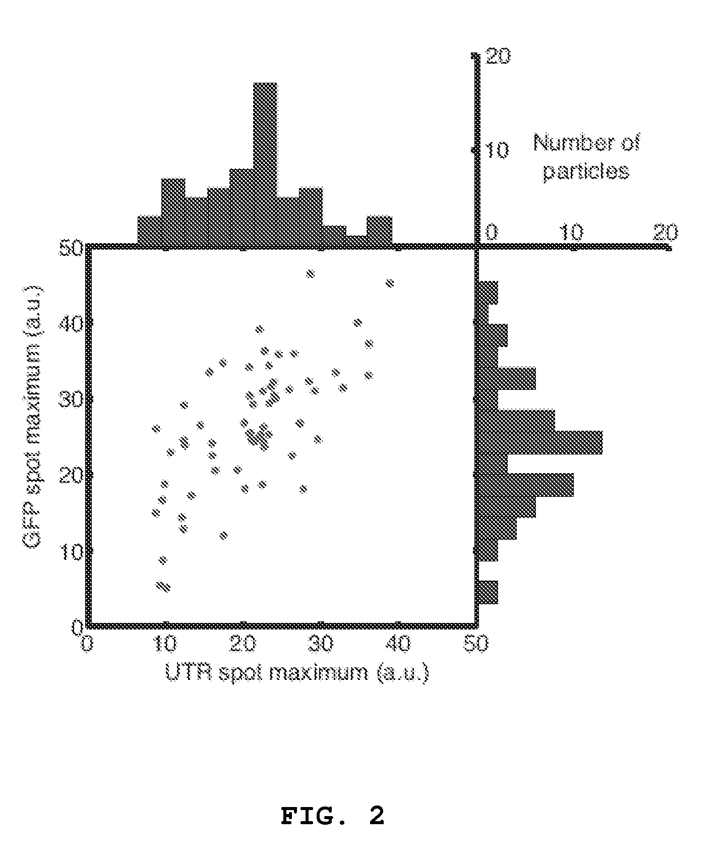 Imaging individual mRNA molecules using multiple singly labeled probes