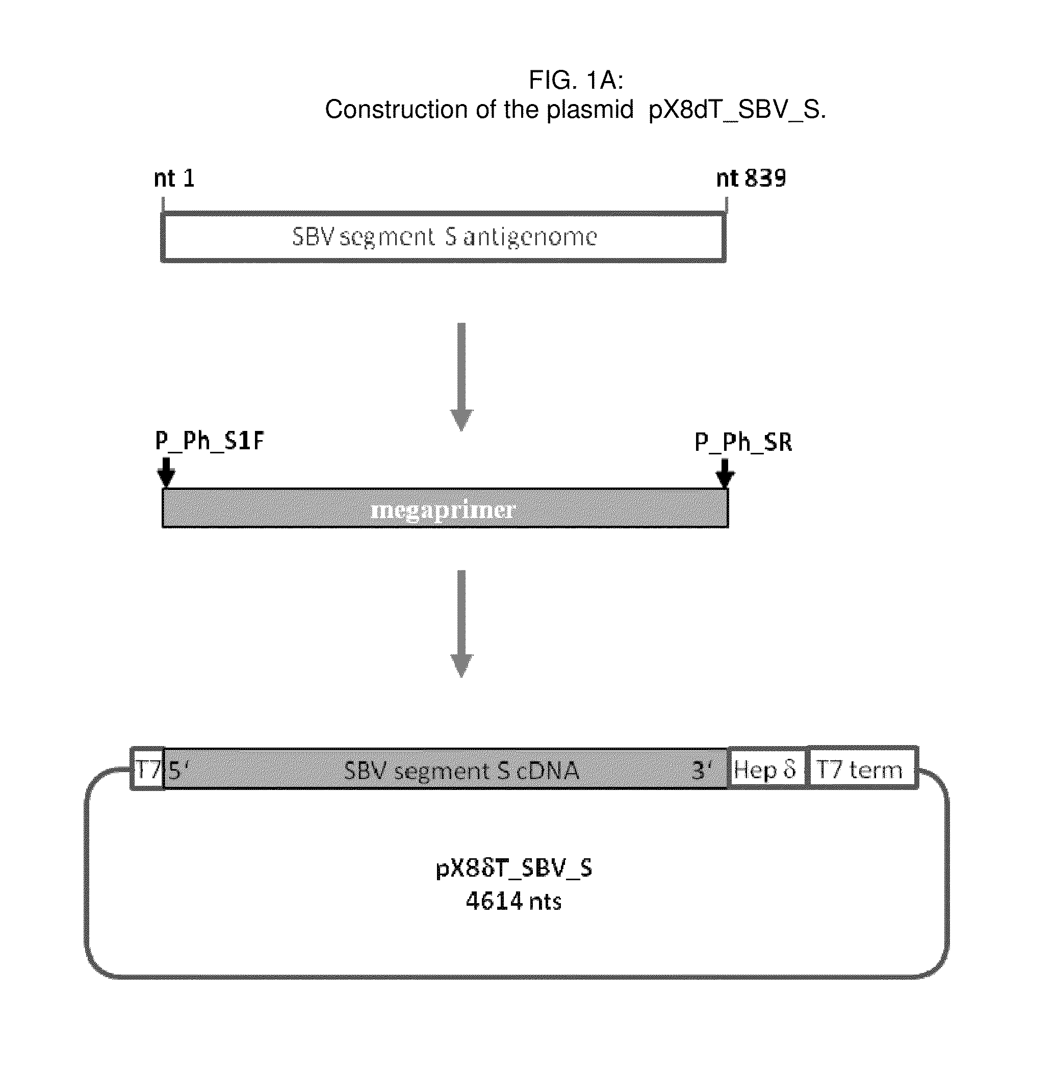 Infectious schmallenberg virus from cloned cdnas and uses thereof