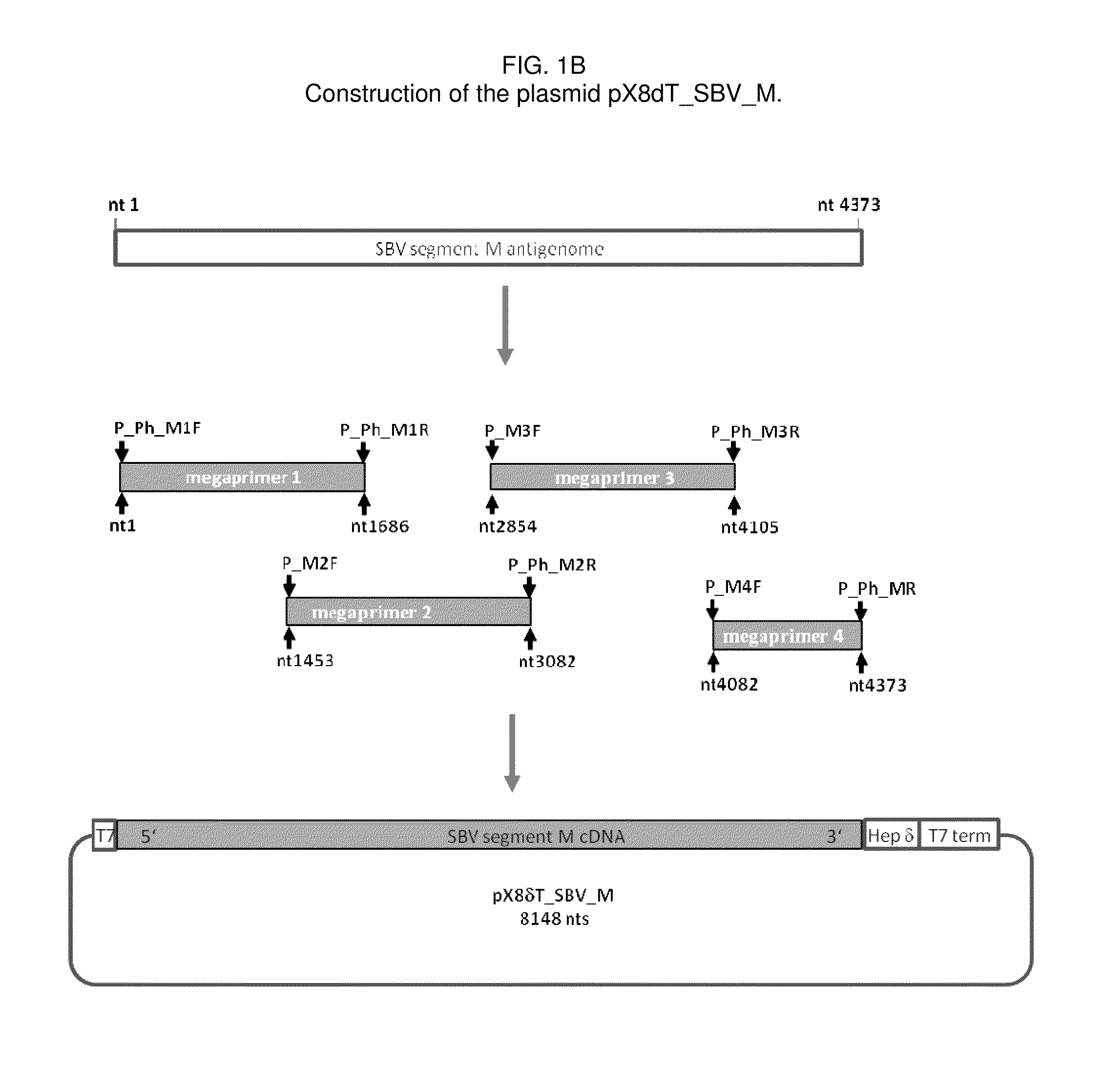 Infectious schmallenberg virus from cloned cdnas and uses thereof