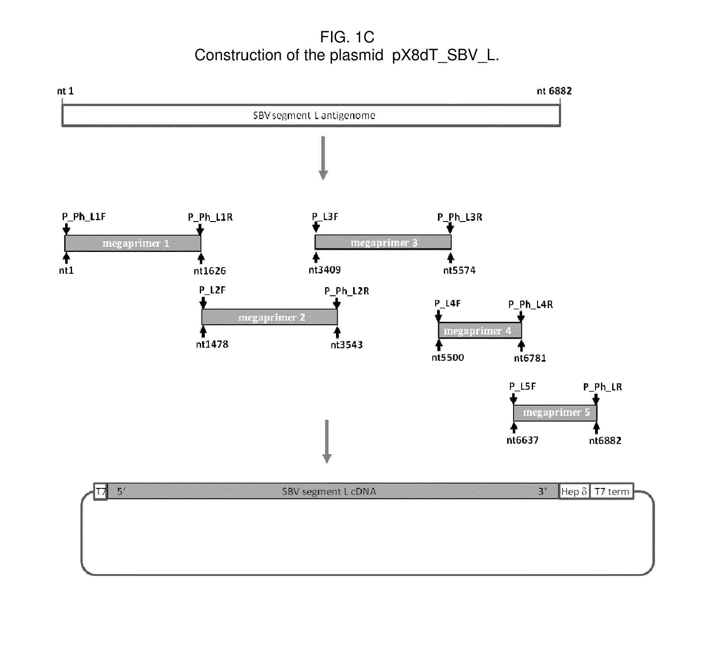 Infectious schmallenberg virus from cloned cdnas and uses thereof