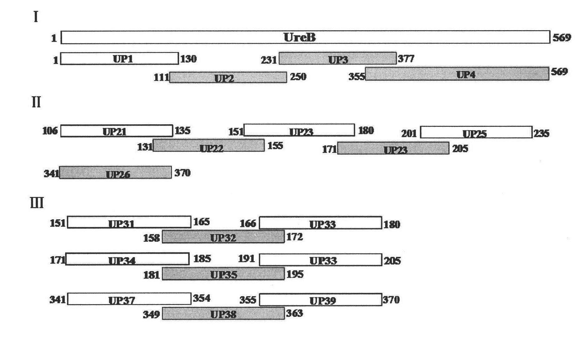 Helicobacter pylori urease B antigen epitope polypeptide and application thereof