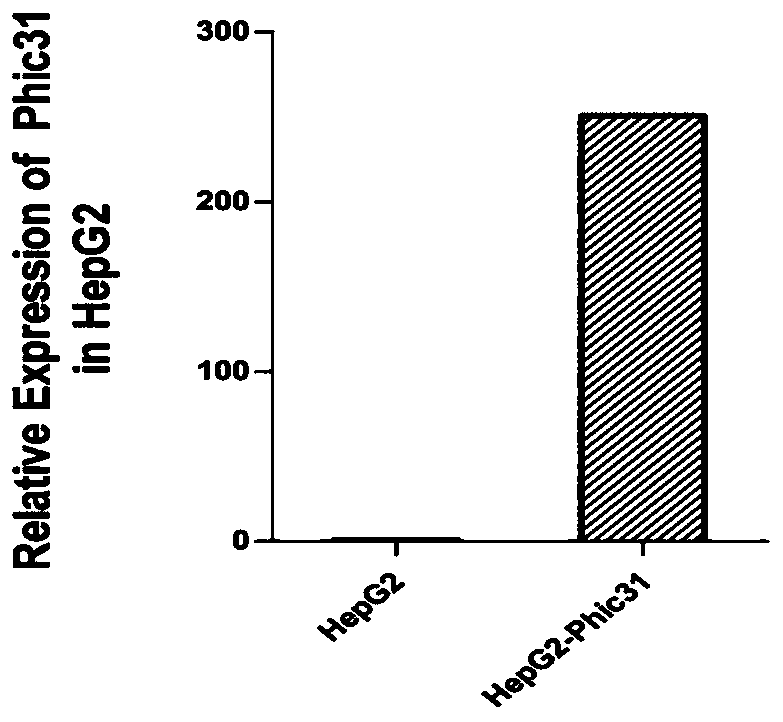 System for inducing formation of HBV cccDNA and construction method thereof