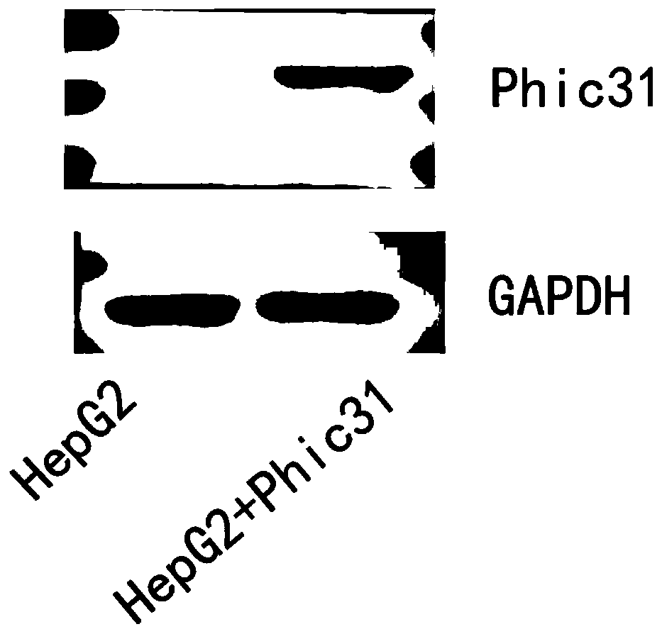 System for inducing formation of HBV cccDNA and construction method thereof