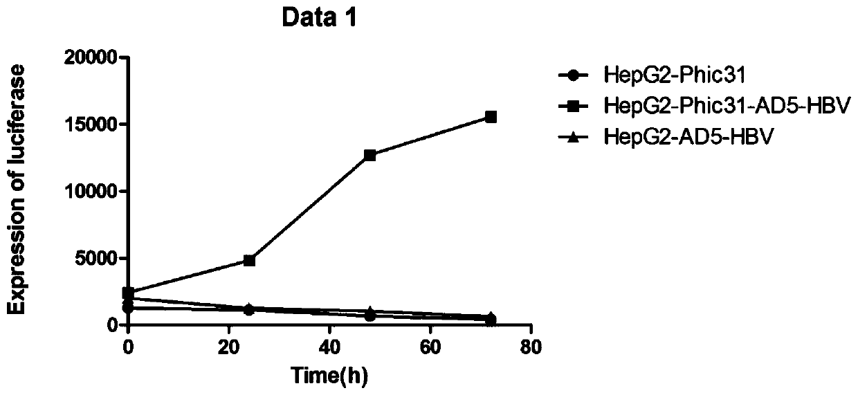 System for inducing formation of HBV cccDNA and construction method thereof