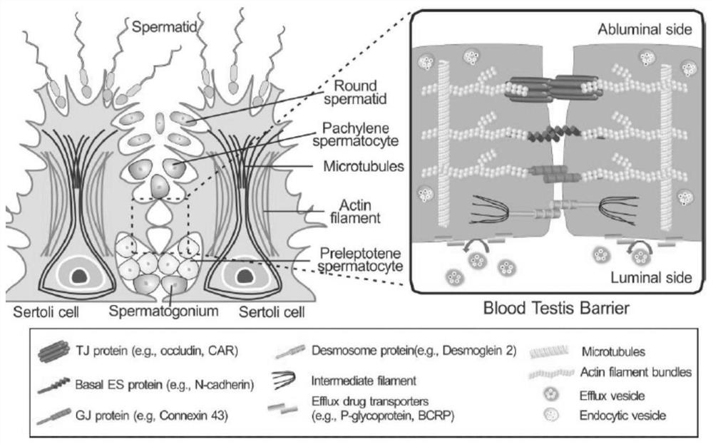 Application of F5-peptide and/or P-gp inhibitor in preparation of cross-blood-testis barrier drug, oral targeting nanoparticle and drug