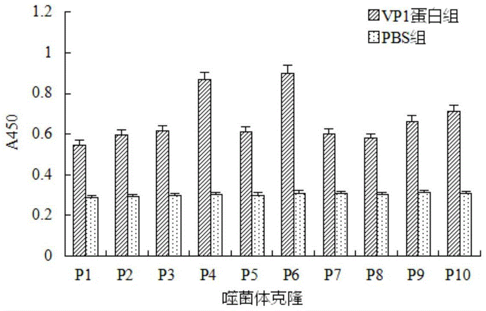 Specific binding peptide of duck hepatitis virus type I vp1 protein and its application