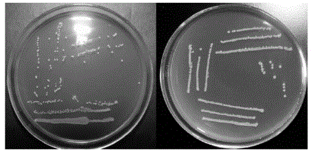 Solid fermentation ginseng flower and preparation method thereof