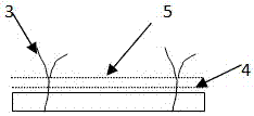 Alpine- semiarid-area alfalfa seeding method