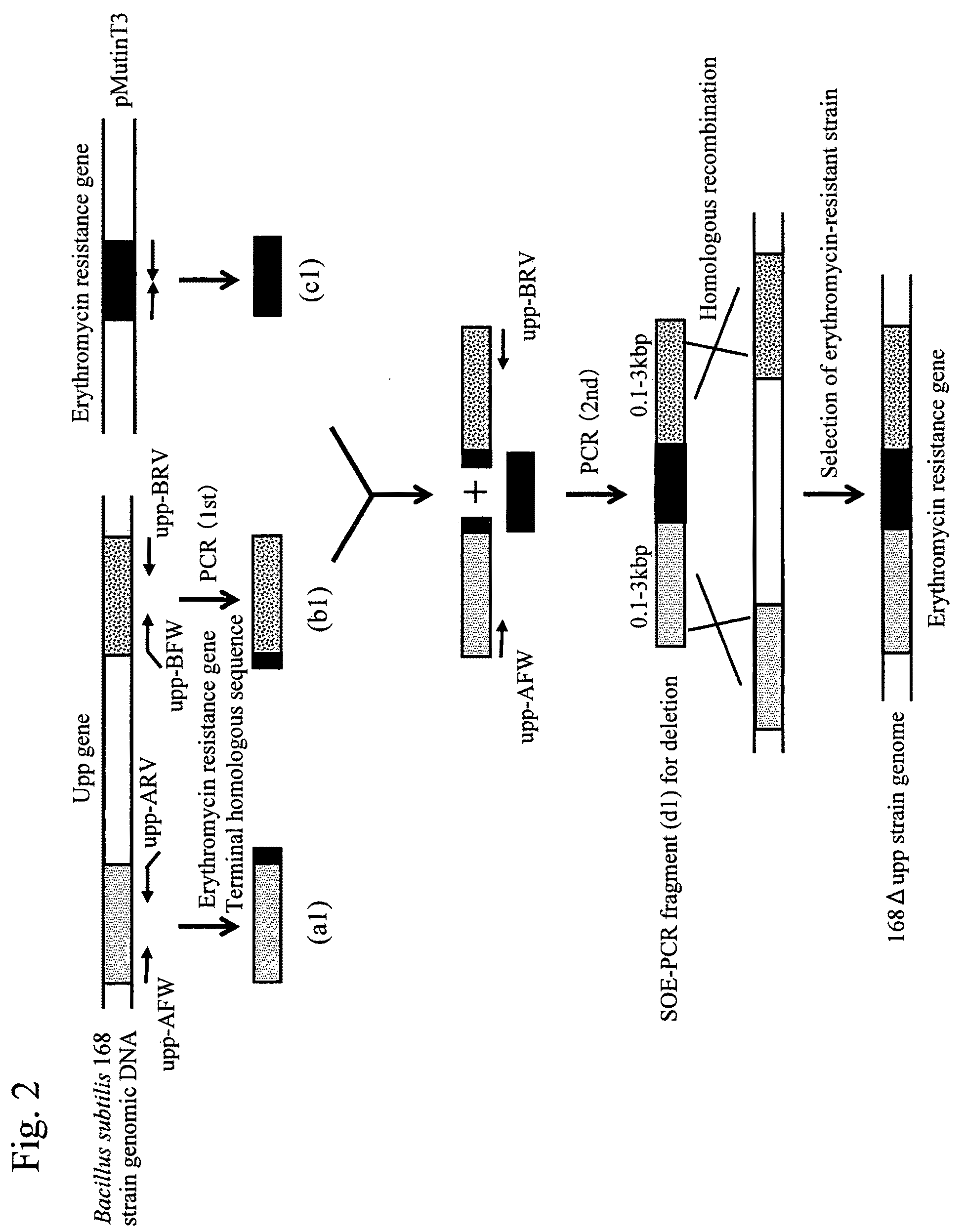 Bacillus subtilis mutant strain