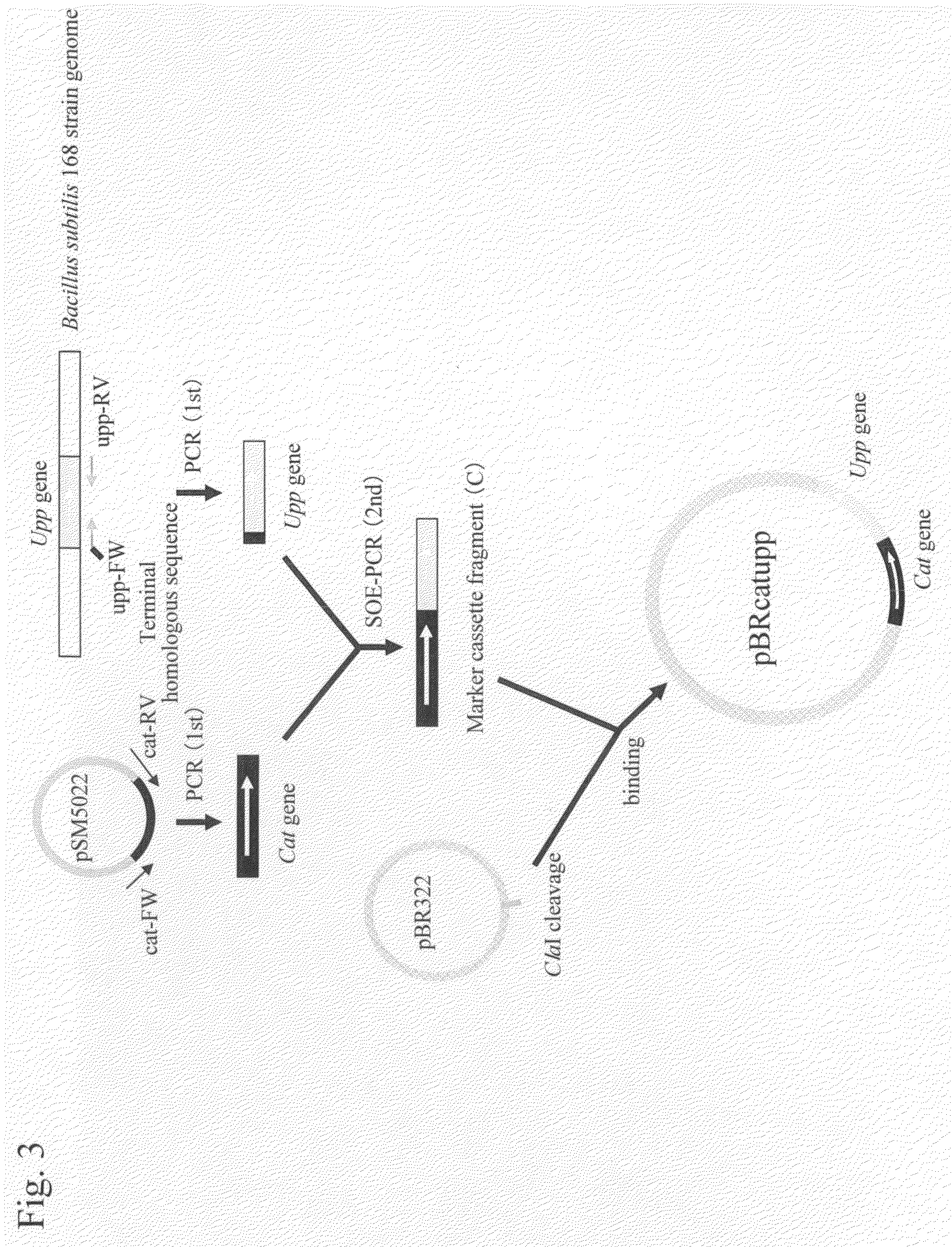 Bacillus subtilis mutant strain