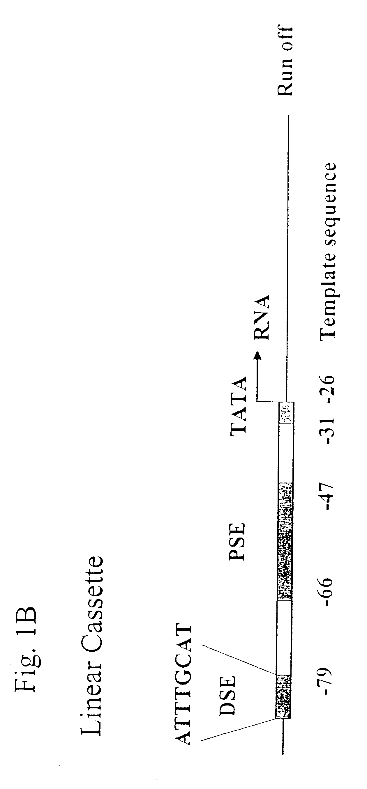 Compositions for DNA mediated gene silencing