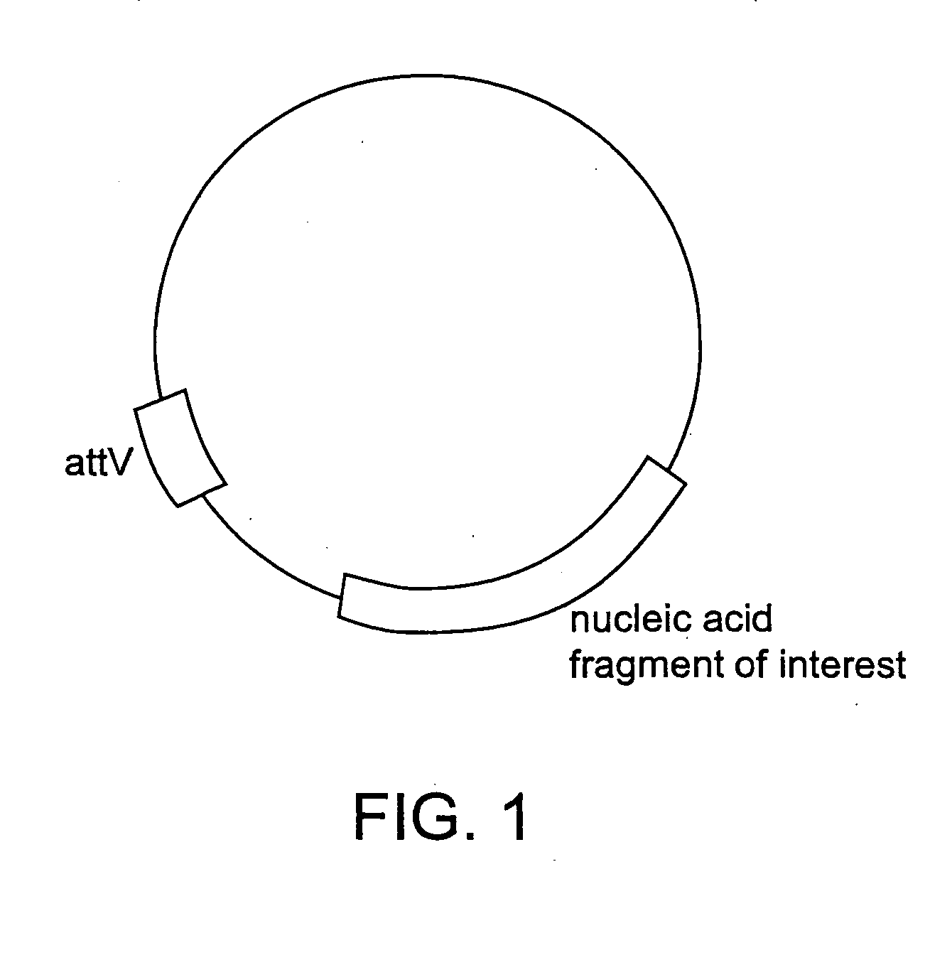 Methods of unidirectional, site-specific integration into a genome, compositions and kits for practicing the same