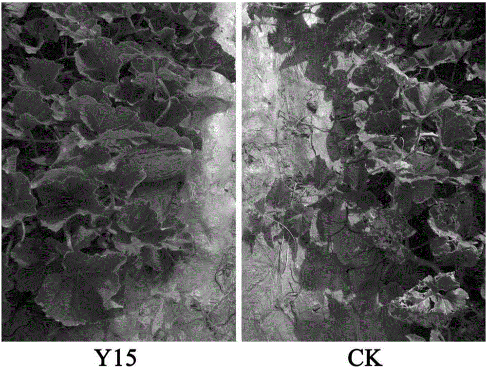 Disease-preventing, growth-promoting and stress-resisting bacillus amyloliquefaciens Y15 for all plants and application of bacillus amyloliquefaciens Y15