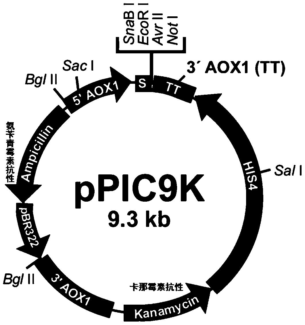 A kind of recombinant Beauveria bassiana protease k and its industrial production and purification method