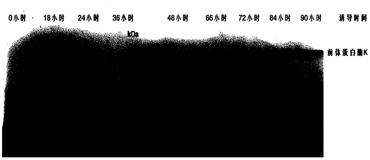 A kind of recombinant Beauveria bassiana protease k and its industrial production and purification method