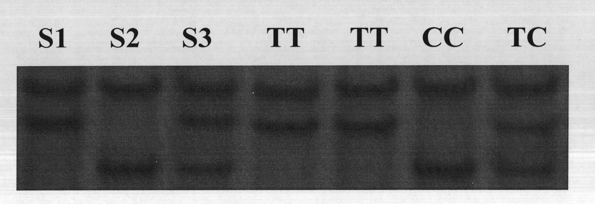 Method for detecting sow total-number-born character-correlated mutant alleles and reagent kit thereof