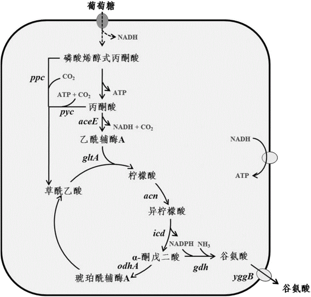 Recombinant strain and application thereof