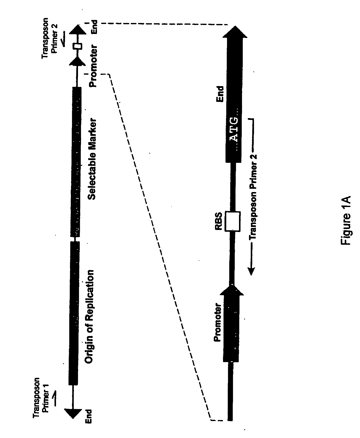 Methods for obtaining directionally truncated polypeptides