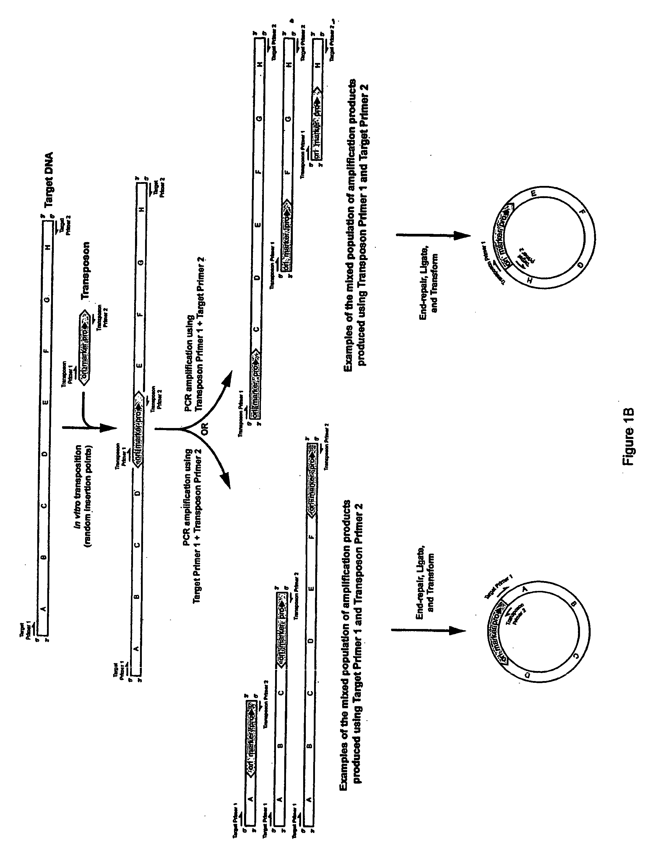 Methods for obtaining directionally truncated polypeptides